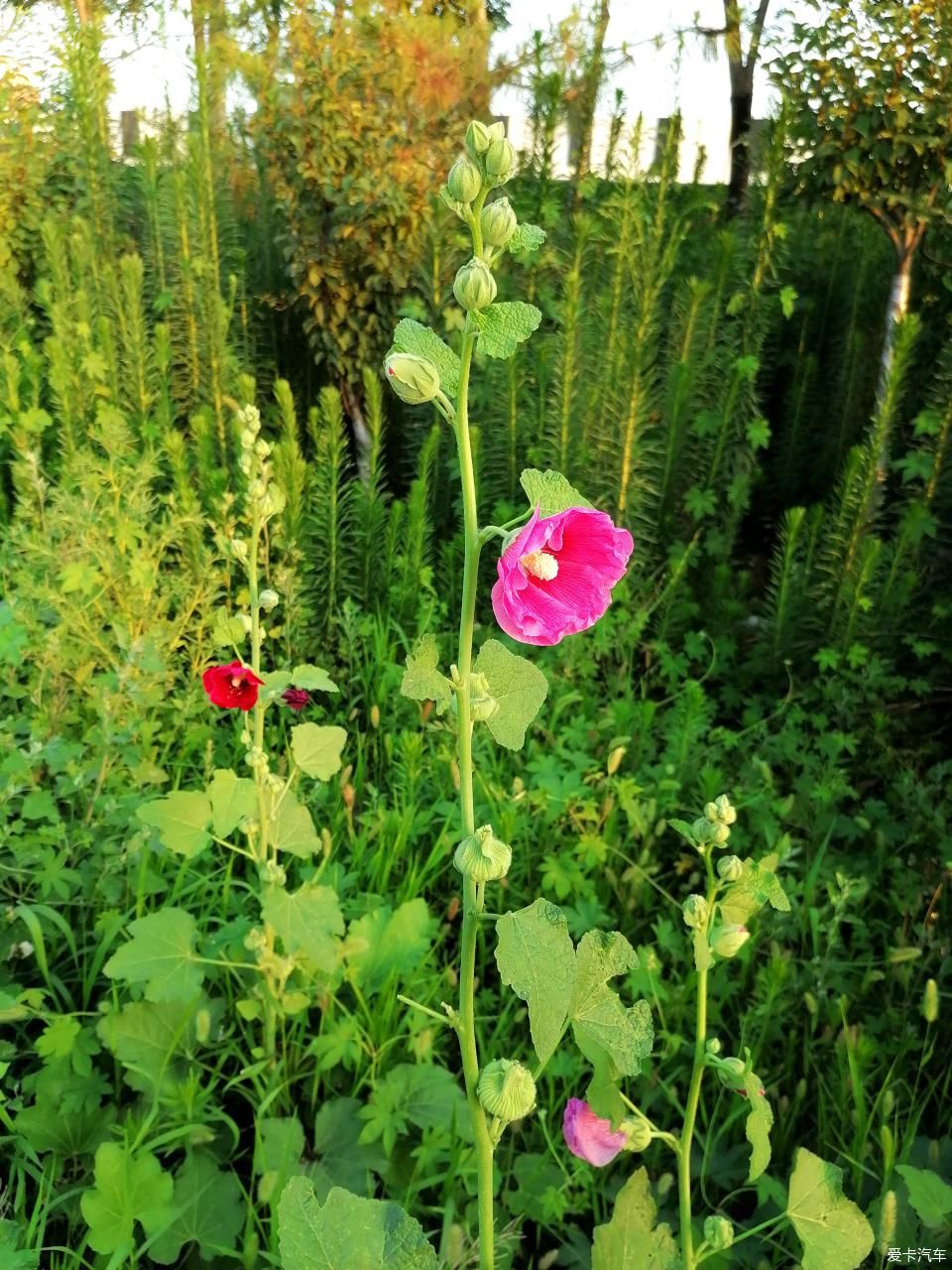 蜀葵|盛夏赏蜀葵，观花心情爽！