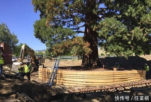 颗红杉树|为了挪动一棵360多吨重的树，开发商花费了200万元