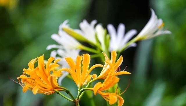  石蒜|申城公园石蒜花“乘风破浪”后，绽开笑颜进入花期