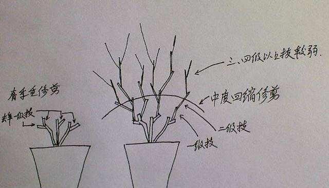  花后|养护茉莉技巧多，花后不能忘修剪，一茬接一茬的开满盆