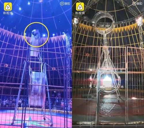 金额|特技演员8m高空坠地 脚勾到钢管惨死 曝赔偿金额家属绝望了