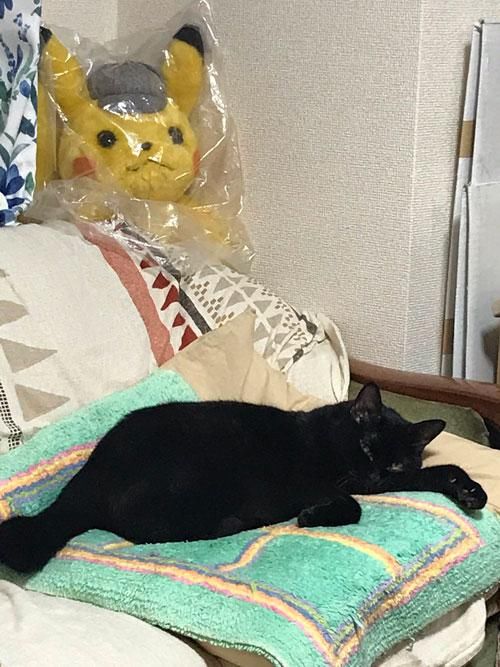 告诉|魔镜魔镜告诉我，我家猫为什么长5条腿？