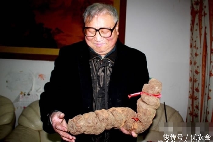 价值|七旬老人上山，挖到6斤“土疙瘩”，药铺：600年药龄价值百万