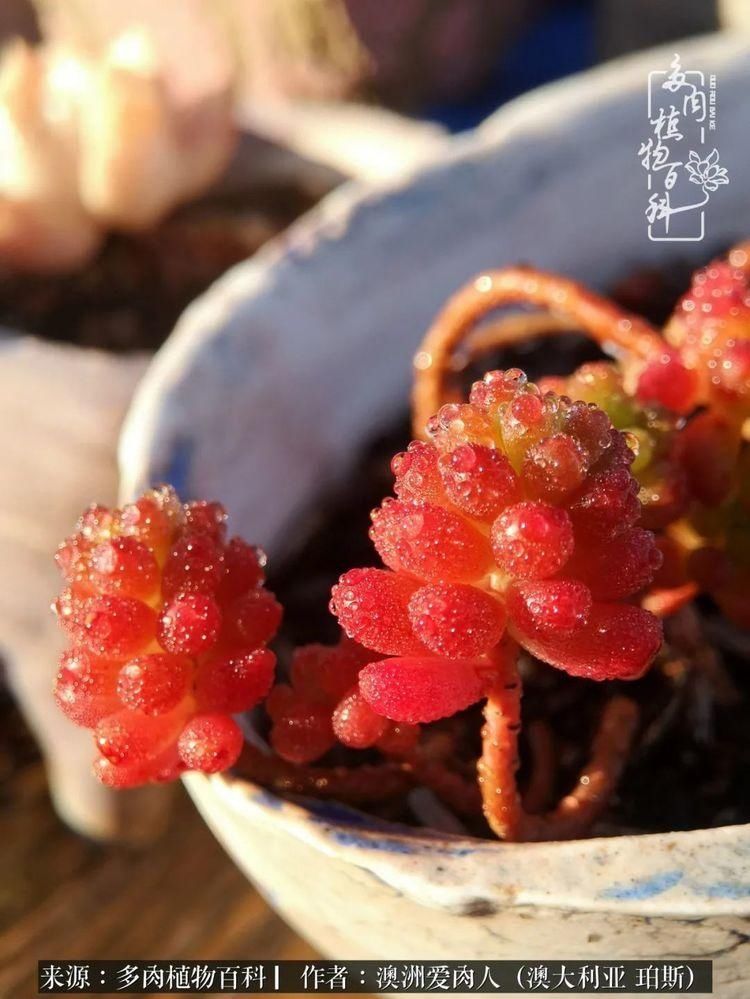 血放|多肉让你把血放，文玩掏空你家当，你要在哪个坑里乘风破浪？