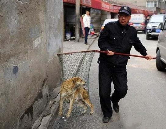  女子|女子遛狗不拴绳，民警劝阻反被放狗咬伤，只罚100块？网友：太少