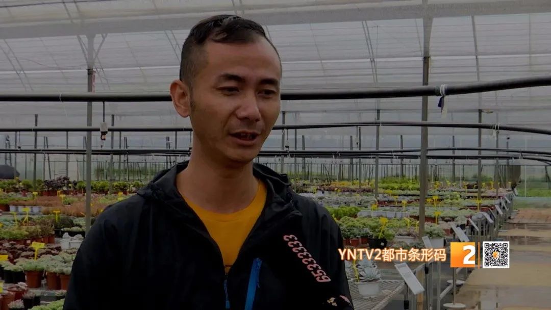 小小|这个地方每天直播卖多肉植物，一天营业额8万多元！小小网红，大大生意经