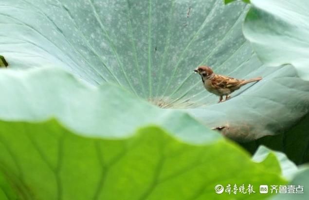 秋风|翠绿圆叶沐秋风，轻盈家雀跃荷萍