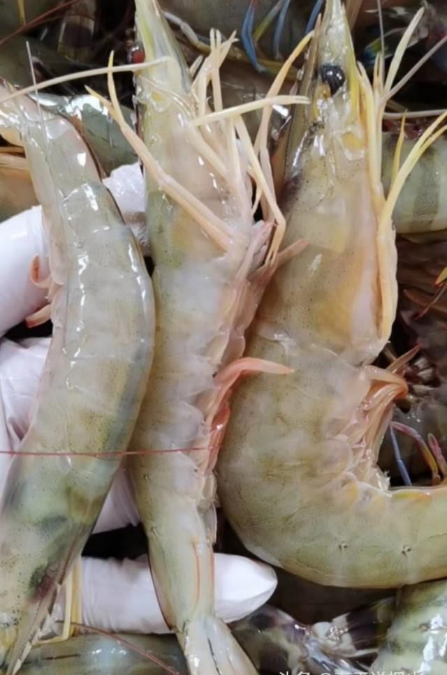  海鲜|开海了，立秋后海虾正肥，挑选时见有粗粗“虾线”，赶紧带它回家