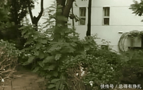 拖入|24岁女子被拖入小树林，事后被安全送回，嫌疑人仅16岁！