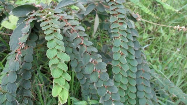 叶片|无需修剪还漂亮，根茎也要70元一斤，却常年荒在山坡，无人问津