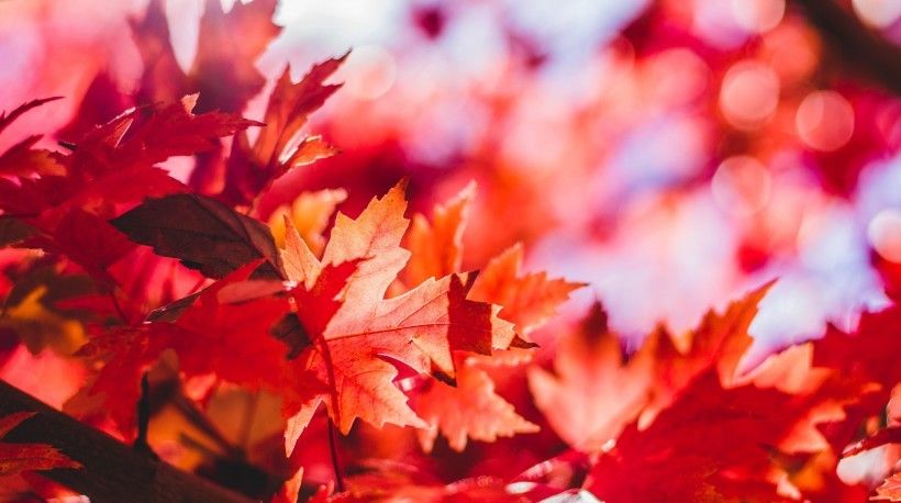 中旬|8月中旬开始，桃花不断，爱意弥漫，牵手真爱幸福一生的4大生肖