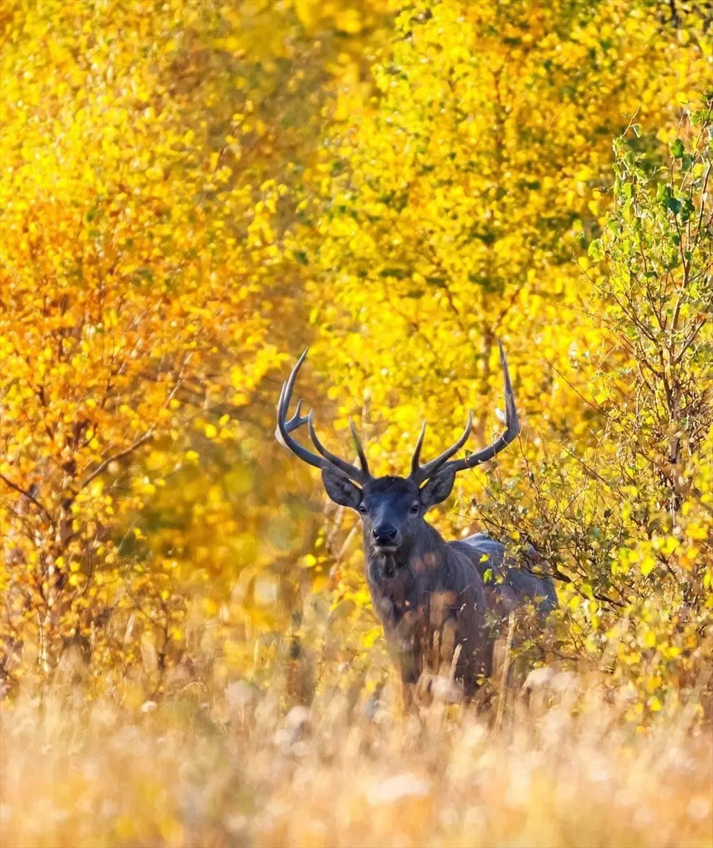  秋日|映象 | 览秋日壮美石阵