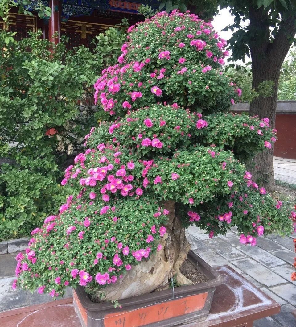 养成|最大的长寿老桩，7年时间，养成盆景！