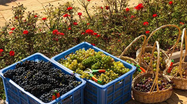 葡萄|葡萄表面的白霜是农药吗？这样洗葡萄，才能吃得放心，吃的健康