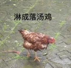 局部|局部暴雨！强对流！梅姑娘继续搞事情，这周雨都下在哪里？