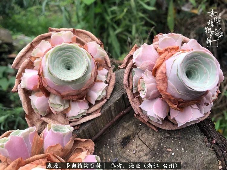  梅雨季|干货：高温高湿梅雨季，山地玫瑰养护提醒，帮你远离黑腐！