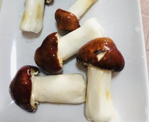  不忍心|看到好朋友晒出来的“松茸”，真的不忍心告诉他：你被骗了