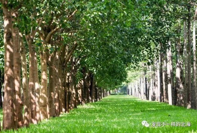 感觉|北海新发现:这个网红公园太漂亮了,感觉到了欧洲