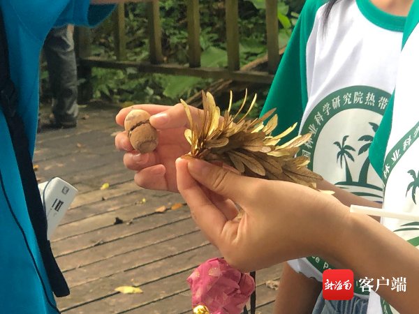  李艳朋|走进尖峰岭研学探秘热带雨林——植物原来这么聪明