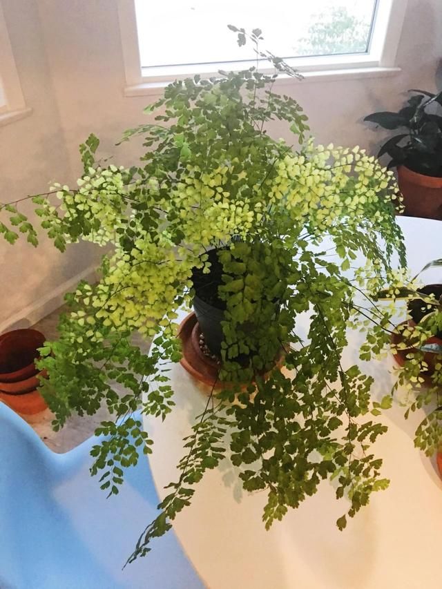  断发黄干枯|铁线蕨黄叶剪掉还是枯萎了，教你一招救活它，几周长出茂盛嫩叶