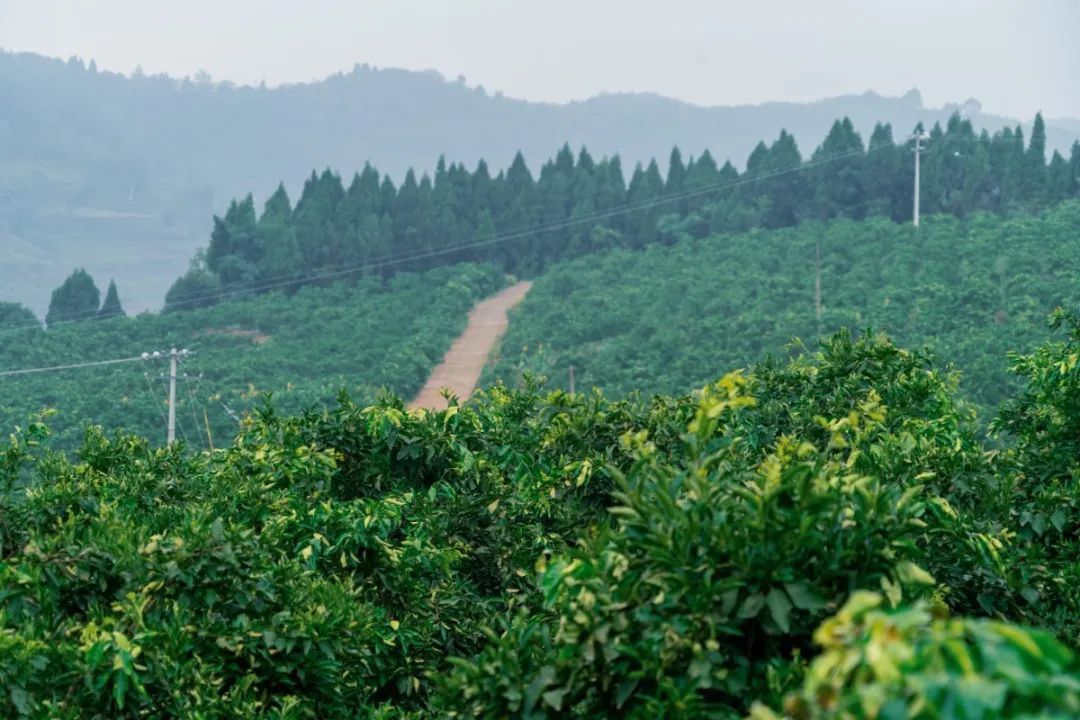  仁寿|仁寿有个村，名字叫“同意”！