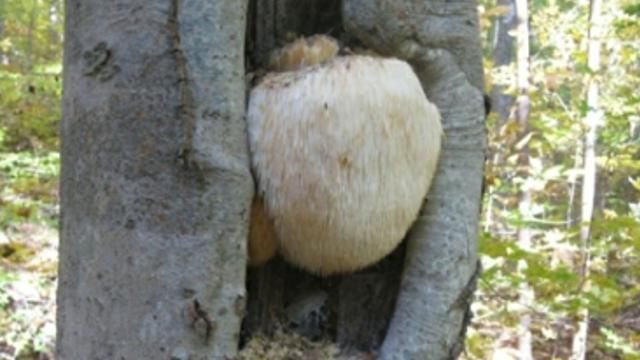  分布|它长这“球样”，却能给胃护航，前提：别怕麻烦自是不逊色于燕窝