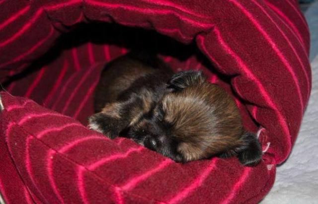  选择|看到别人把两只狗从车上扔掉，她选择这样做...