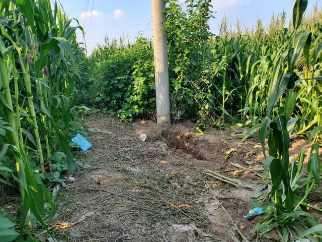  刑拘|河北12岁女孩被绑架杀害 警方：2名嫌疑人被刑拘，缴获赃款100万