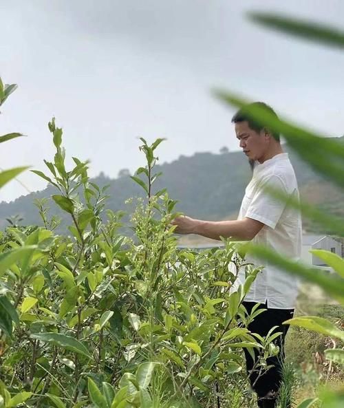 舒心|“太姥山”修行之人，古法制成的老白茶，喝着舒心