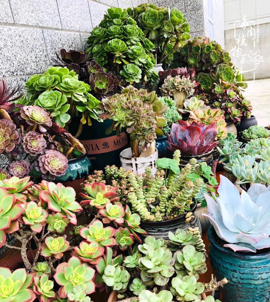  遇上|遇上多肉，遇上美好，情不知所起，一往而深！