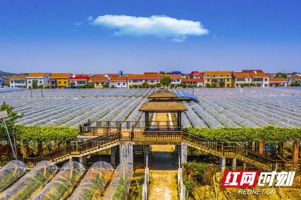 帮扶|记者探访脱贫路丨岳阳县清水村：葡萄熟了 村民笑了