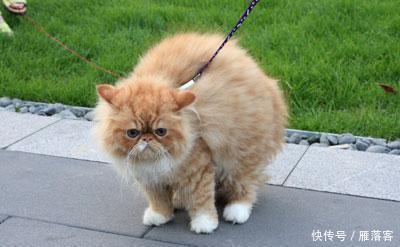  拉绳|猫能用拉绳吗？你知道如何正确溜猫吗？