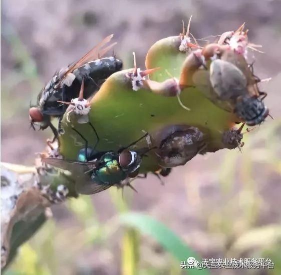 虫害|火龙果常见虫害高清图谱