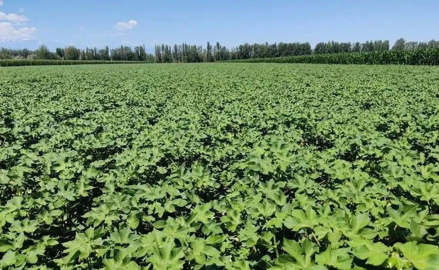  低产|棉花打顶前后的水肥管理，直接决定了今年棉花是高产还是低产