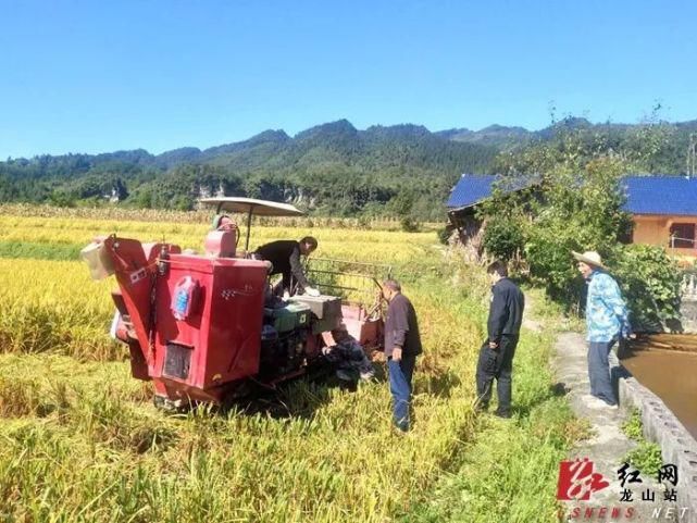  龙山|久雨终逢晴，龙山多地开启抢收水稻模式