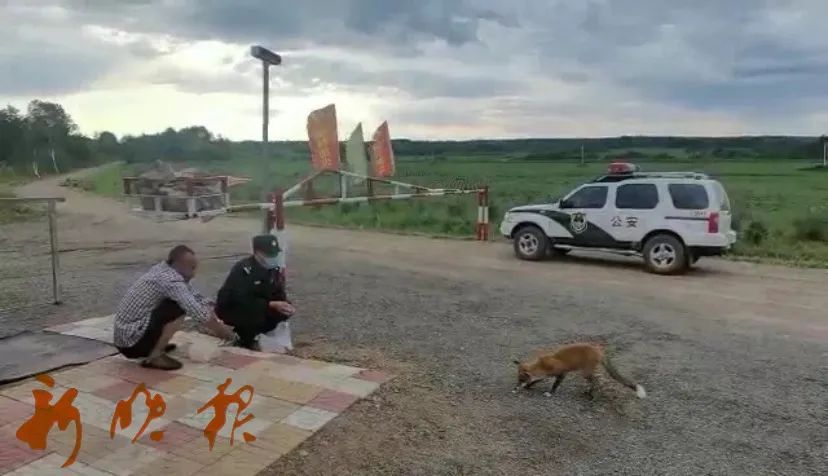 报恩|路边惊现红狐狸!这段“人狐恋”…是来报恩的吗