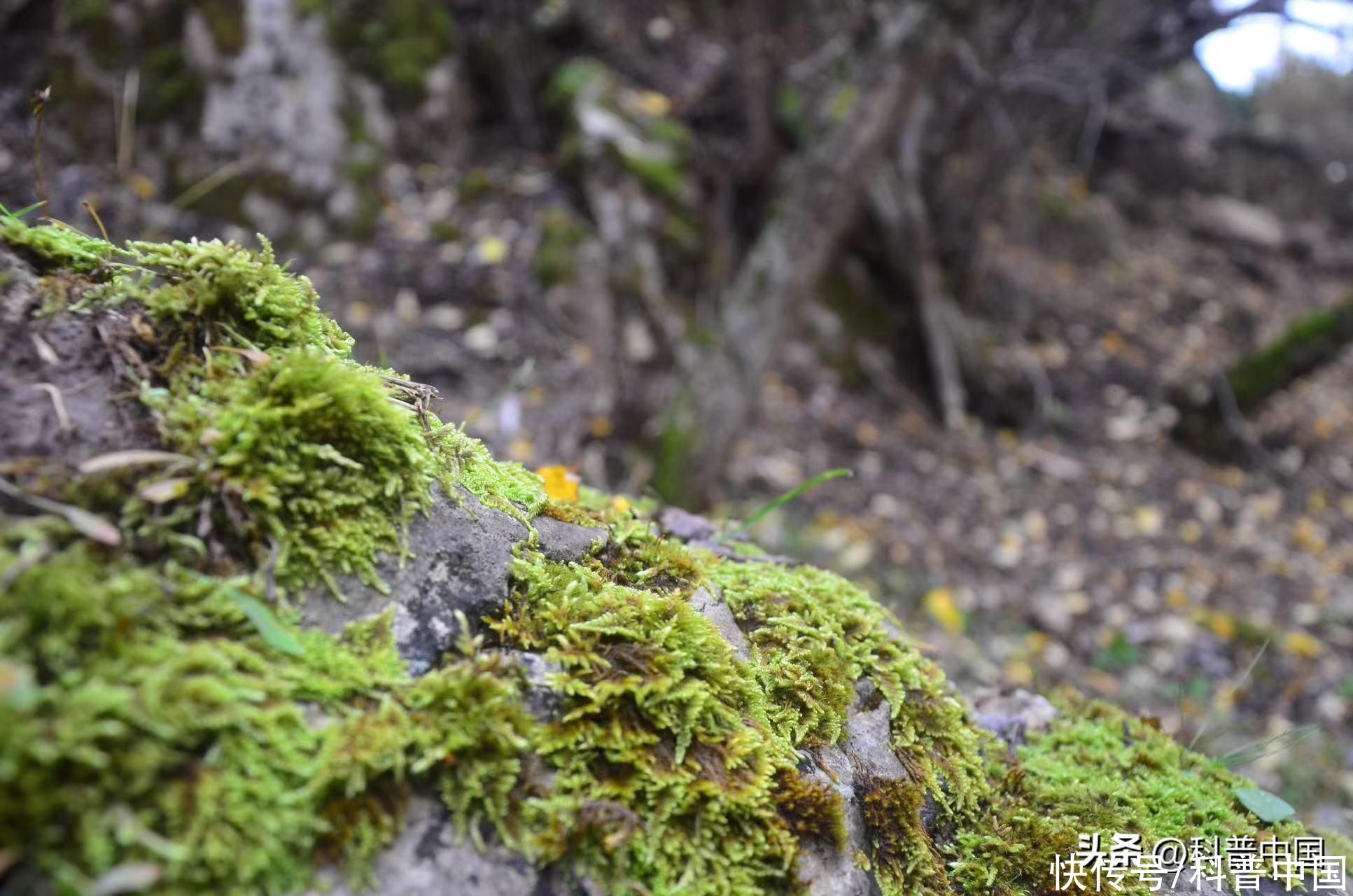 苔藓最简单的自制方法(想拥有一小片苔藓？自己动手造一片吧！)