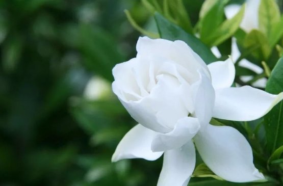  香味|此花雪白美丽洁白无瑕，散发着惹人喜爱的香味，寓意着爱与约定