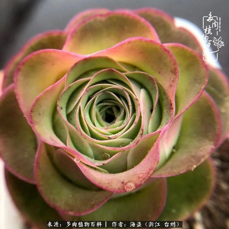  梅雨季|干货：高温高湿梅雨季，山地玫瑰养护提醒，帮你远离黑腐！