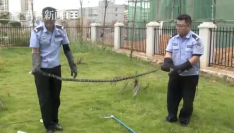  吓人|吓人！1.4米长眼镜蛇溜进农舍 还生吞了4个鸡蛋