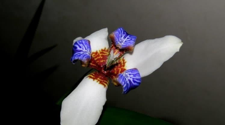  霉运|8月开始事业稳步上升，霉运散尽，富贵近身的四大属相