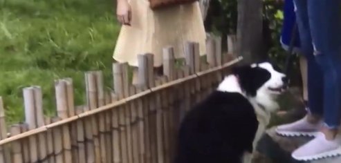  打人|4只狗遛弯不拴绳，女子害怕再三劝说，不料狗主人竟动手打人！