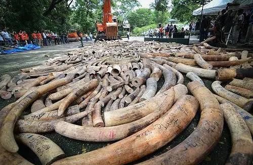  女王|为了躲避猎杀和寻找水源，女王带着族群，开启了逃亡之旅