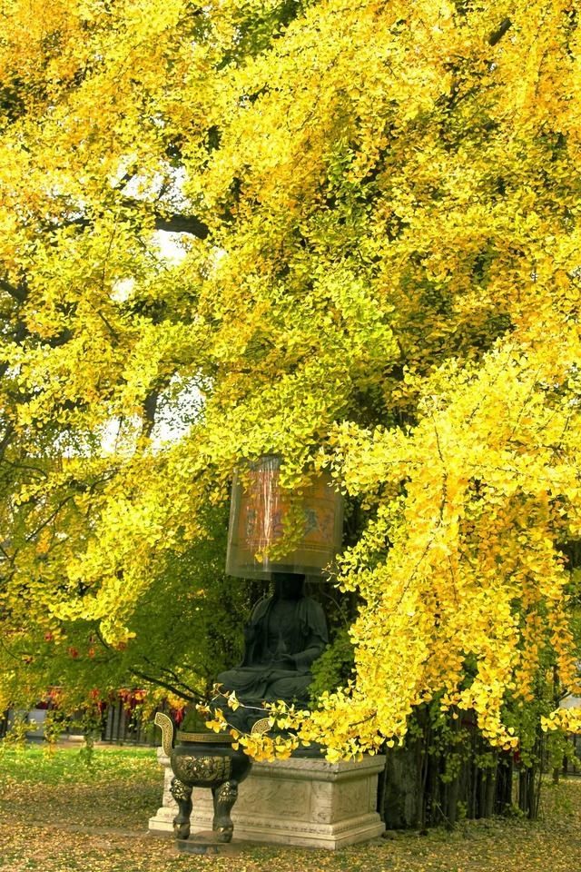  星球|一夜爆红上榜孤独星球！这个古城美食不输成都，景区免费高铁直达