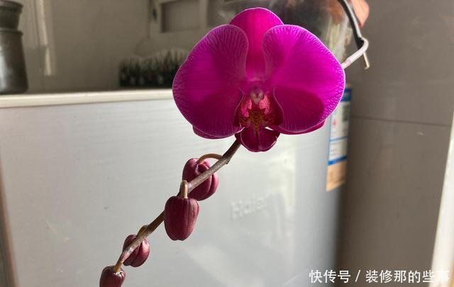 花浇水|养花也有大学问！养花容易养死，多半是没做到此几点