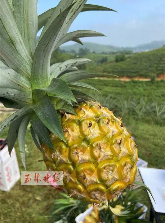 仁东镇鹏垌|令人骄傲！玉林这些地方的变化真大