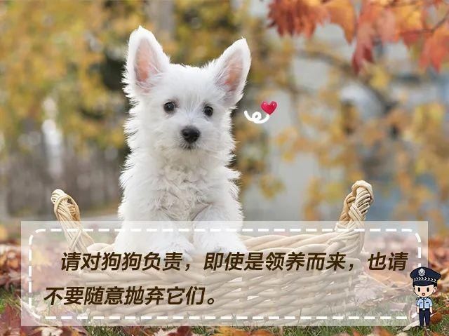 收藏|文明养犬，宠爱有方，《朋友圈式养犬指南》请收藏！