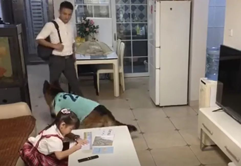 妈妈|妈妈不在家，狗子和小主人竟然合谋干出这种事
