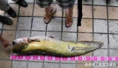 水怪|水库有条“水怪”，生吞水鸟爱吃羊肝，钓起来足有130多公分