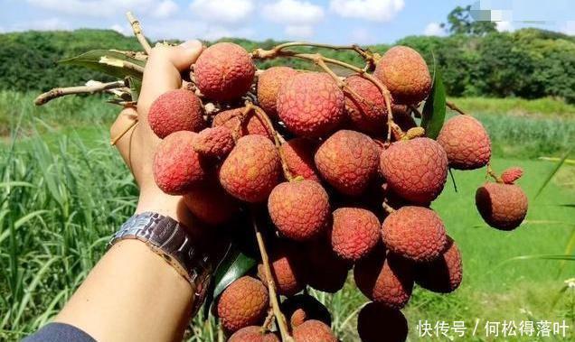 品种|买荔枝的时候,不分品种,认清这三点,你就能挑到好吃的